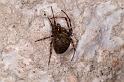 Meta_merianae_D5162_Z_89_Les Gris_Frankrijk